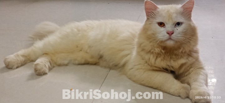 Traditional Persian cat